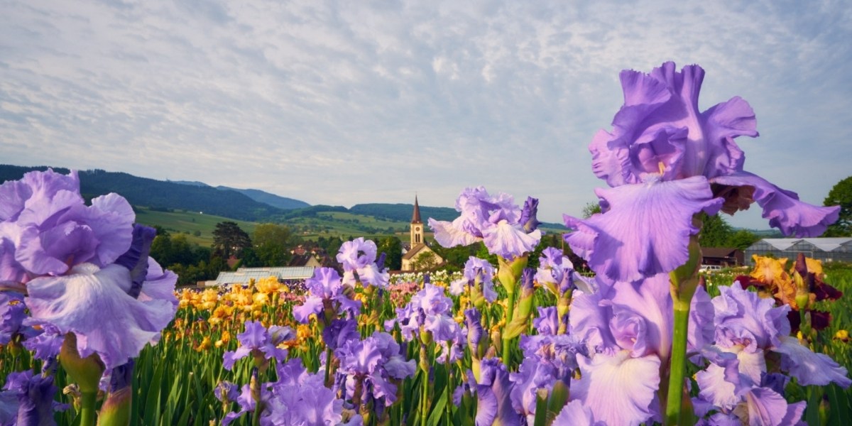 Katalog & Gutschein der Staudengärtnerei Gräfin von Zeppelin