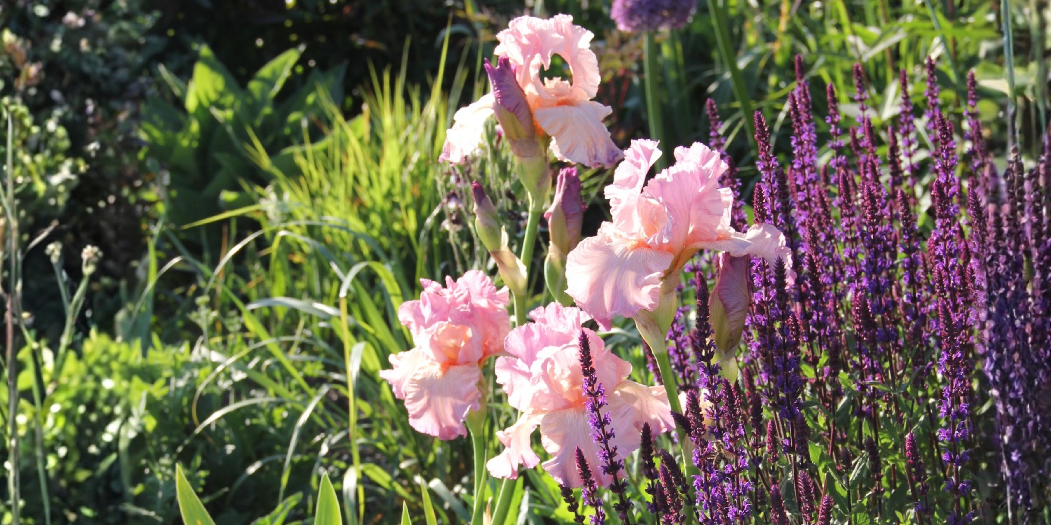 Iris-Begleiter