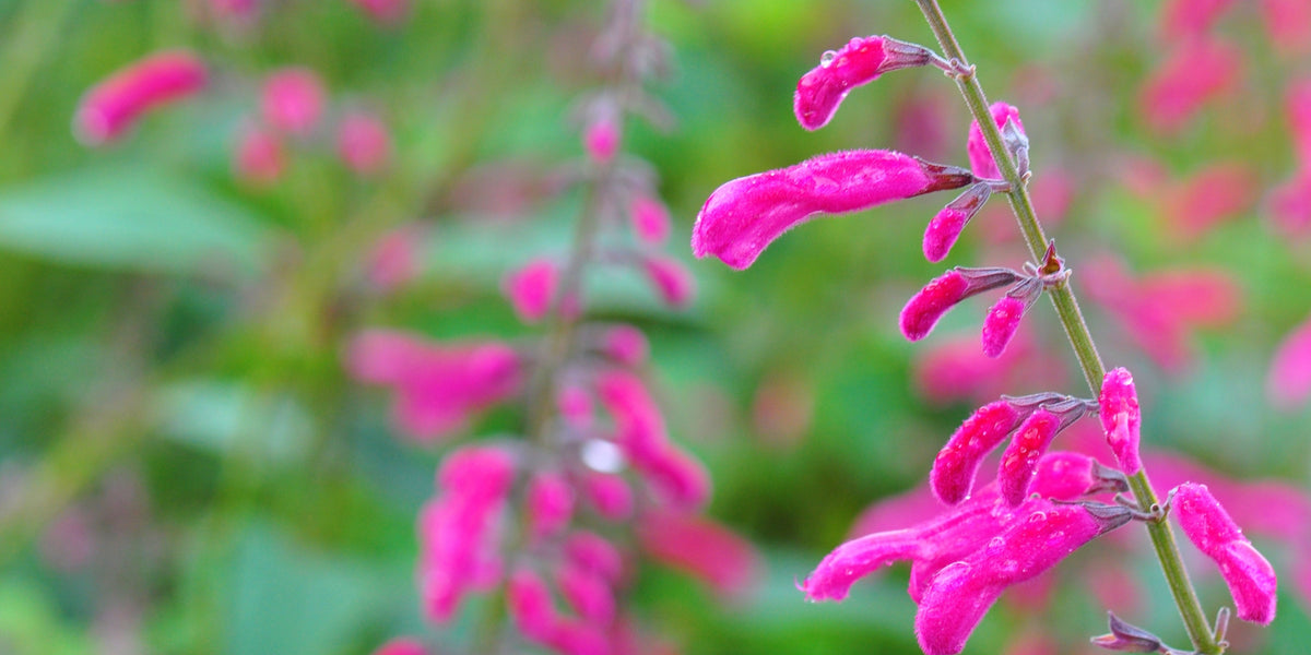 Sommer-Salbei