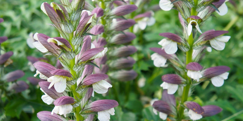 Acanthus (Bärenklau)-Majestätische Staude mit klassischer Eleganz