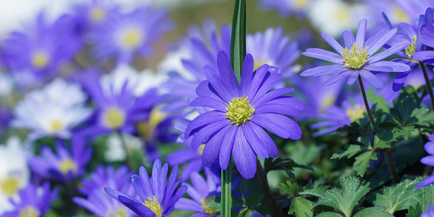 Anemone (Frühlingsanemone)