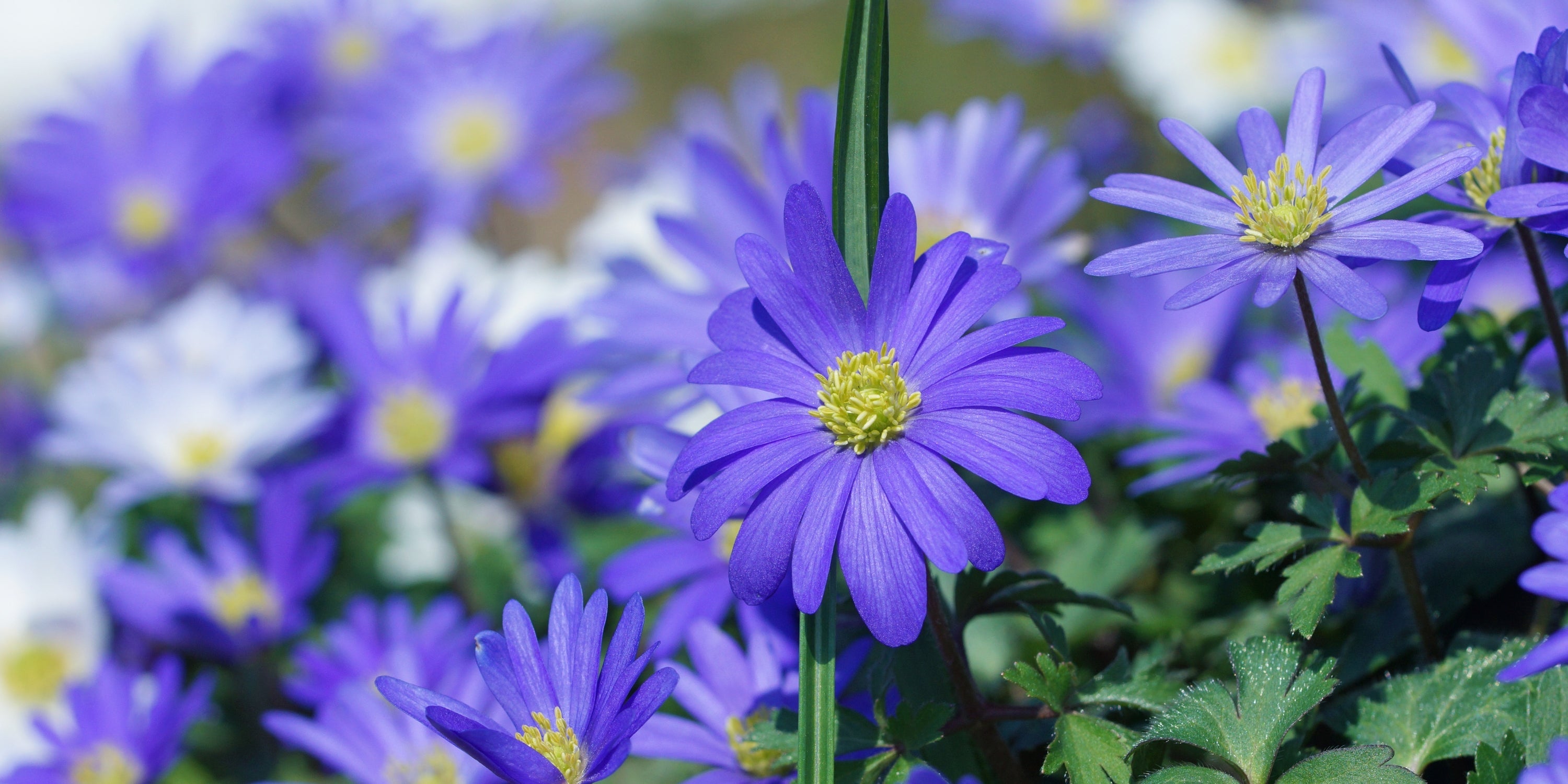 Anemone (Frühlingsanemone)