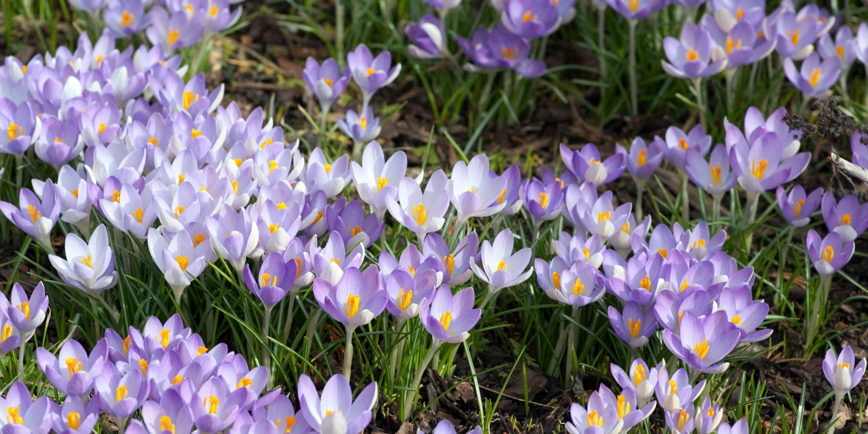 Blumenzwiebeln zum Verwildern