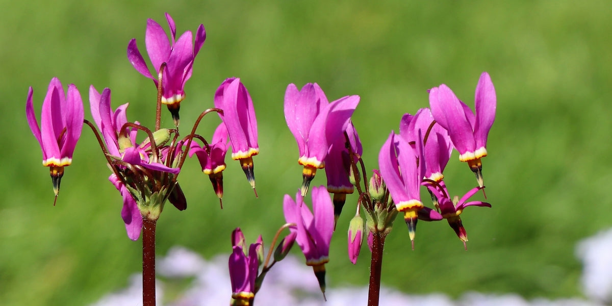Dodecatheon (Götterblume)