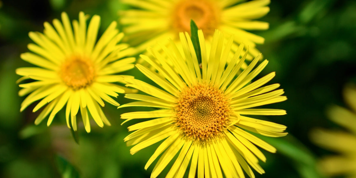 Doronicum (Gemswurz)