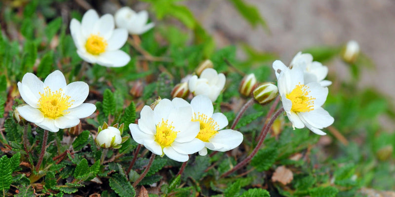 Dryas (Silberwurz)-Alpenjuwel mit vielseitigem Charakter