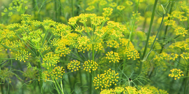 Foeniculum (Fenchel)-