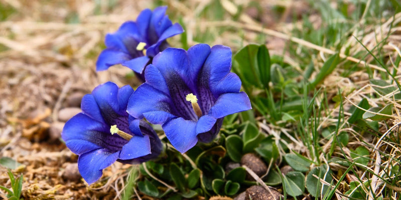 Gentiana (Enzian)-Kräftiges Blau für alpine Gartenmomente