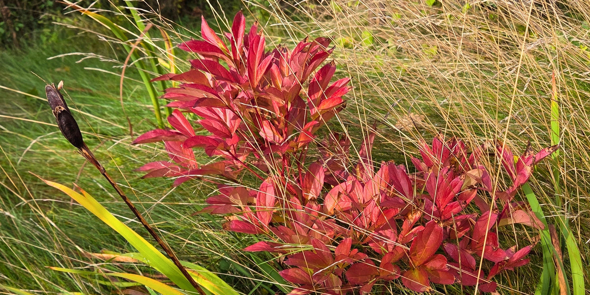 Herbstfärber
