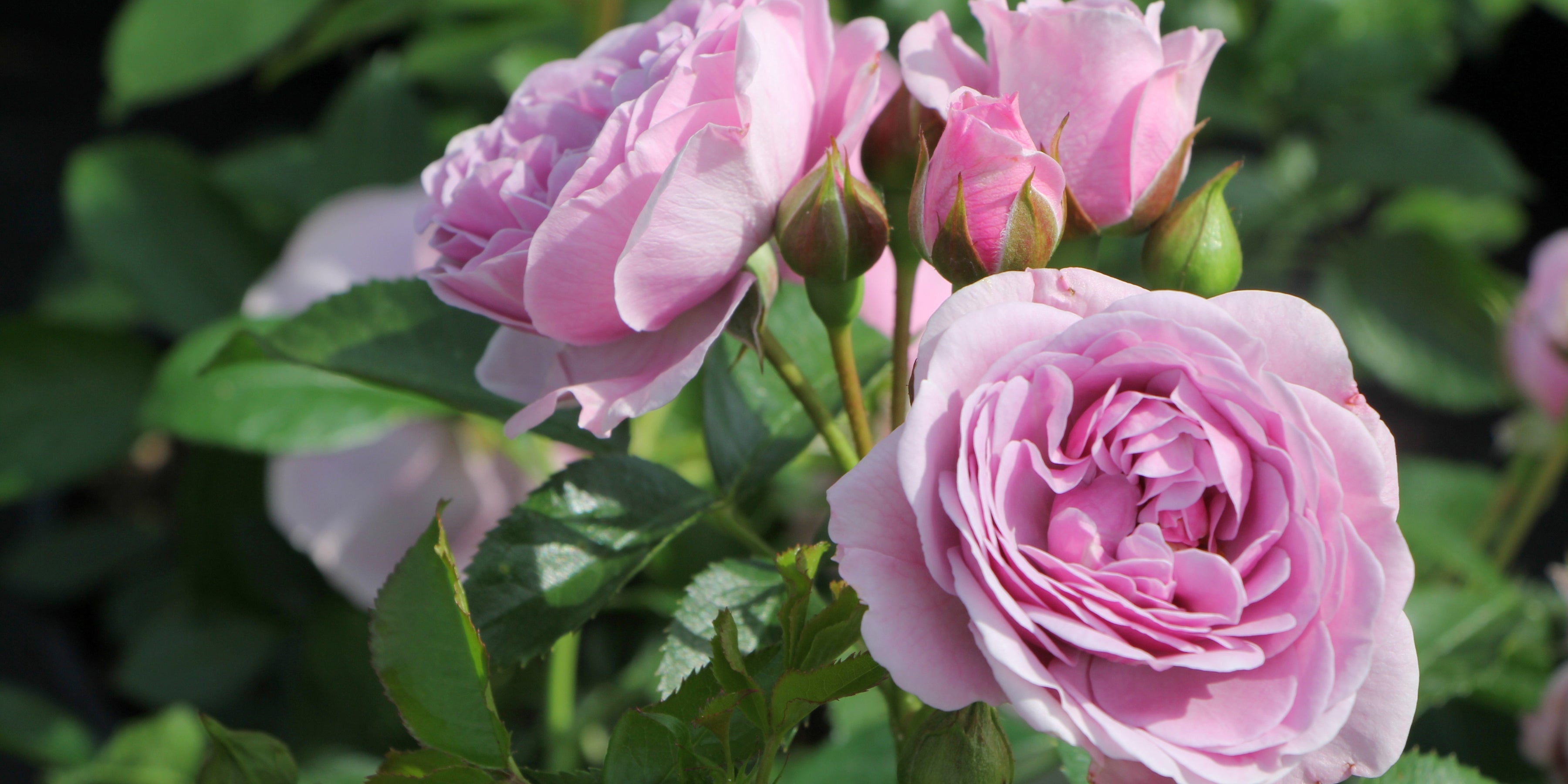 Kordes-Rosen