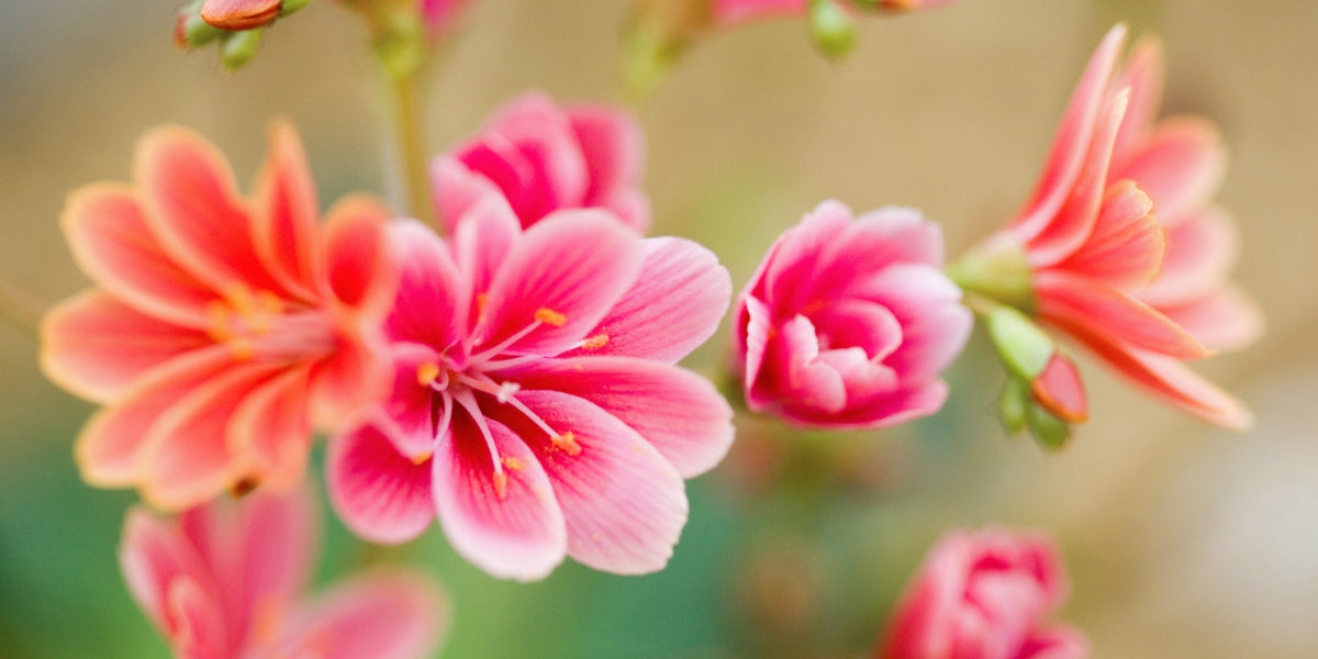 Lewisia (Bitterwurz)