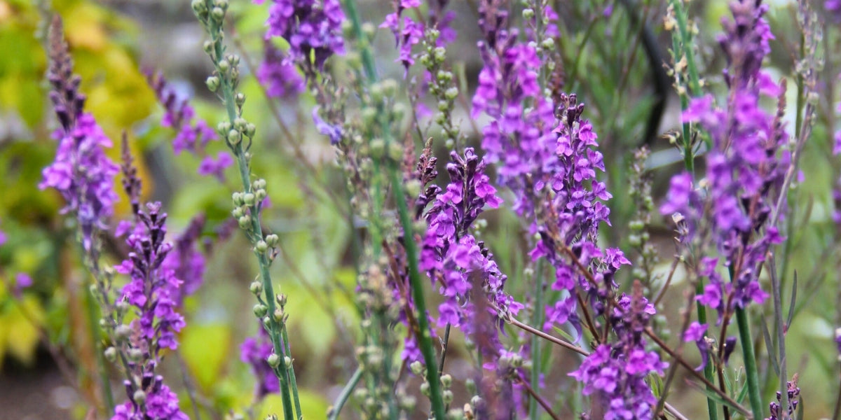 Linaria (Leinkraut)
