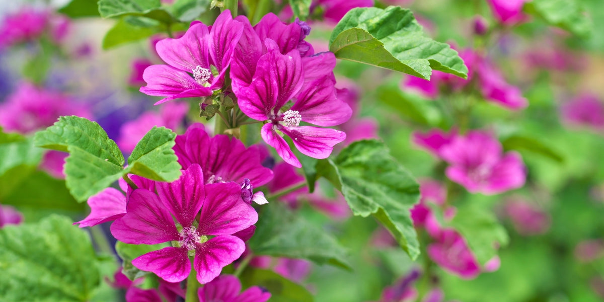 Malva (Malven)