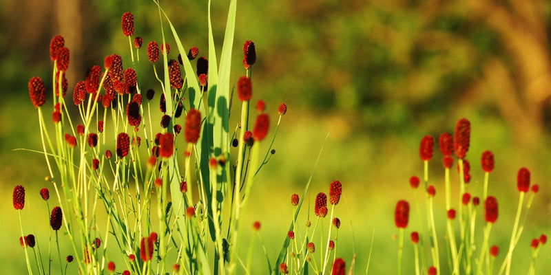 Sanguisorba (Wiesenknopf)-Natürlich schön und voller Leben
