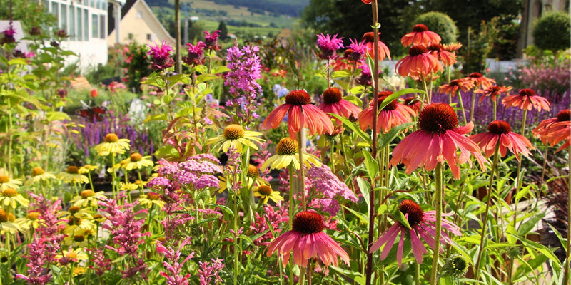 Stauden nach Blütenfarbe-Farbenpracht im Garten