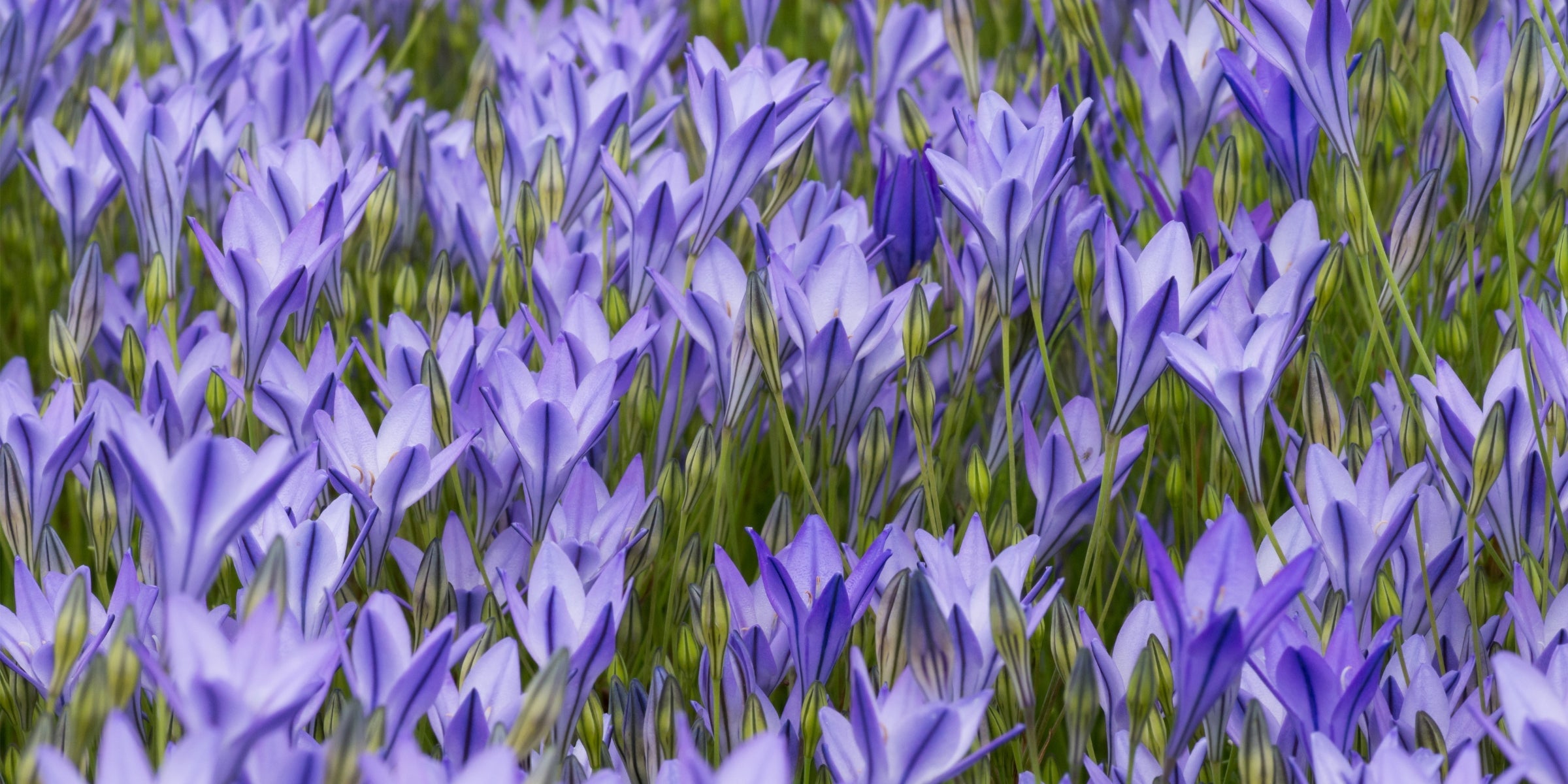 Triteleia (Frühlingsstern)