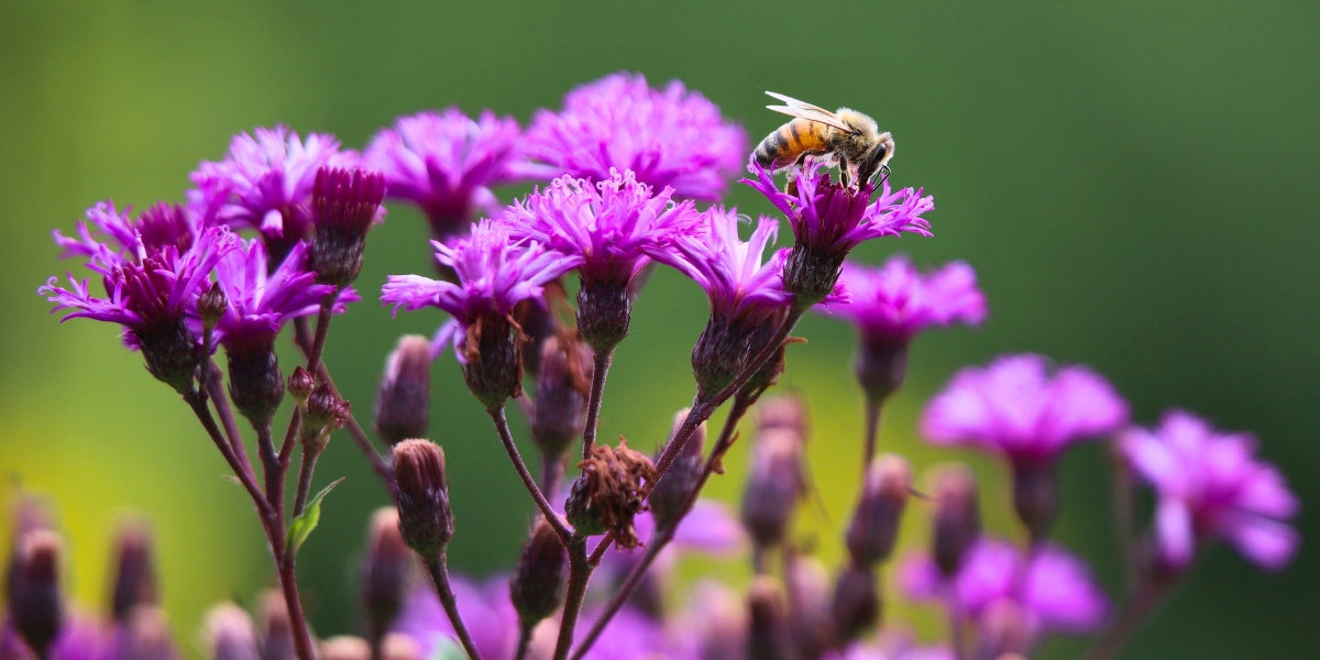 Vernonia (Vernonie)