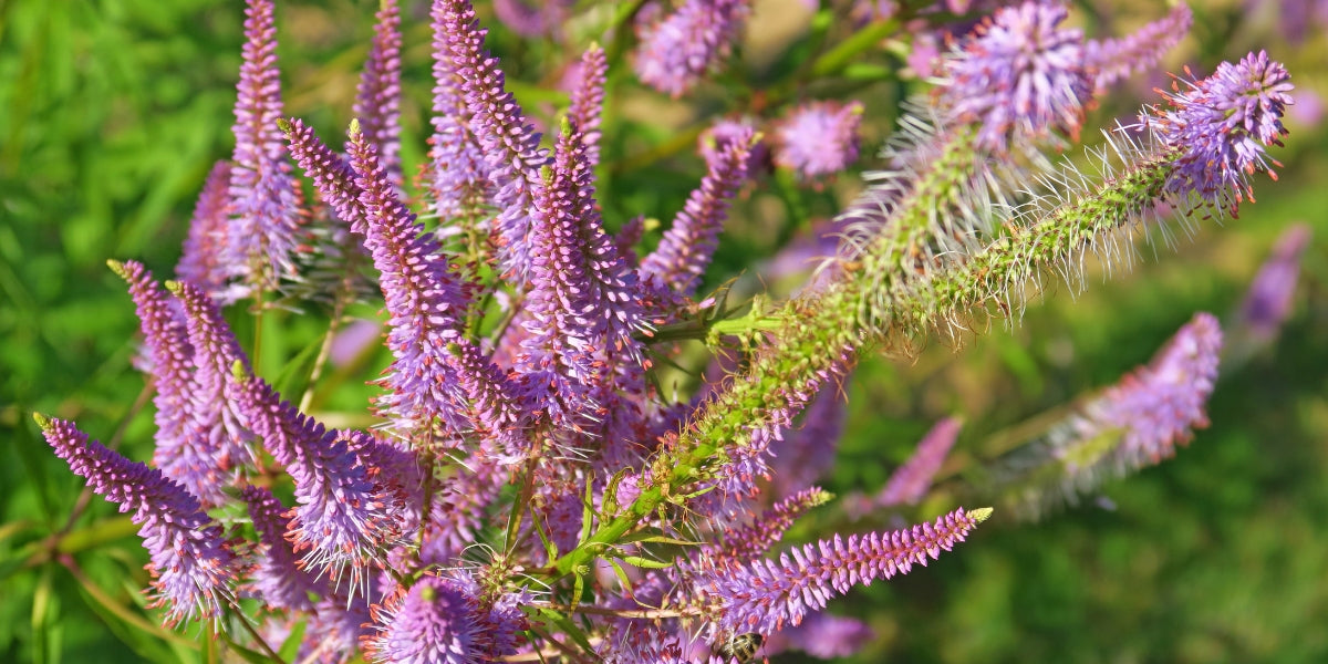 Veronicastrum (Kandelaberehrenpreis)