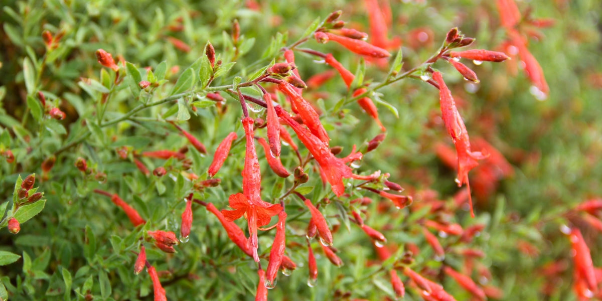 Zauschneria (Kolibritrompete)