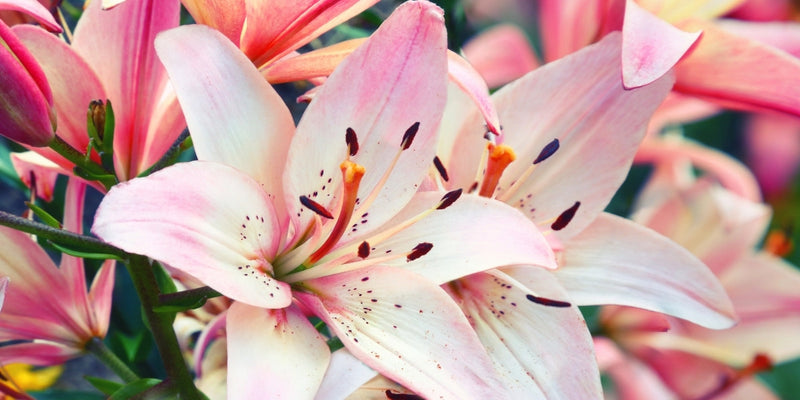 Lilium (Lilien)-Ideale Partner für halbschattige bis schattige Beete