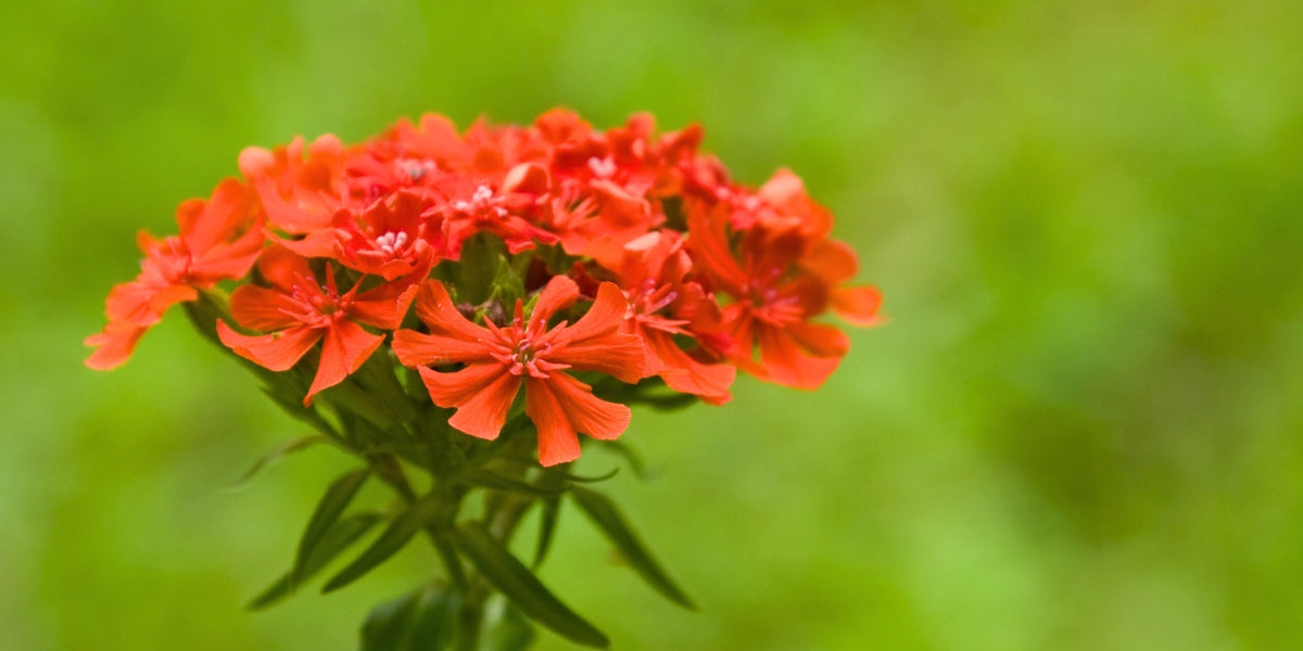 Lychnis (Pechnelke)