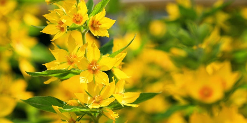 Lysimachia (Felberich)-Für pflegearme Pflanzungen in Sonne und Halbschatten