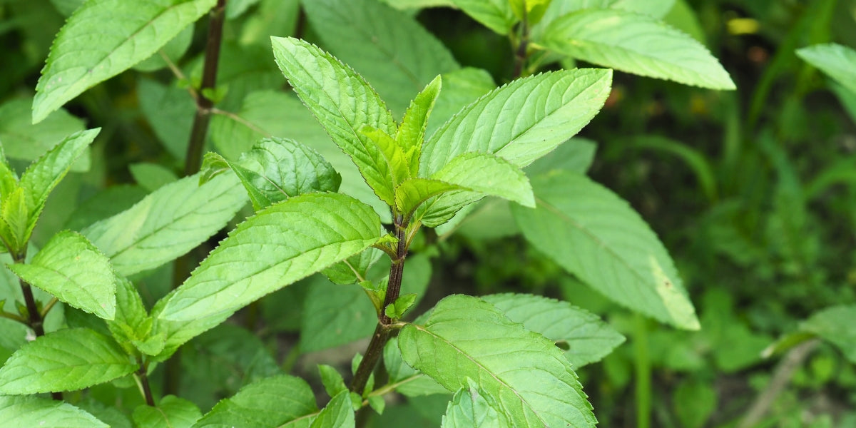 Mentha (Minze)