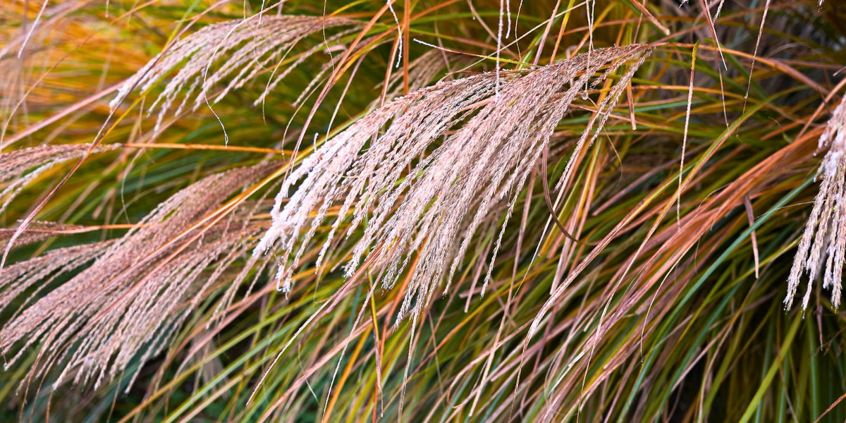 Miscanthus (Chinaschilf)