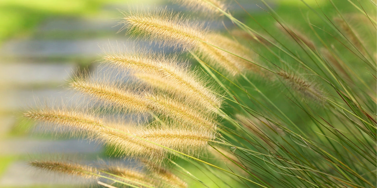 Pennisetum (Federborstengras)