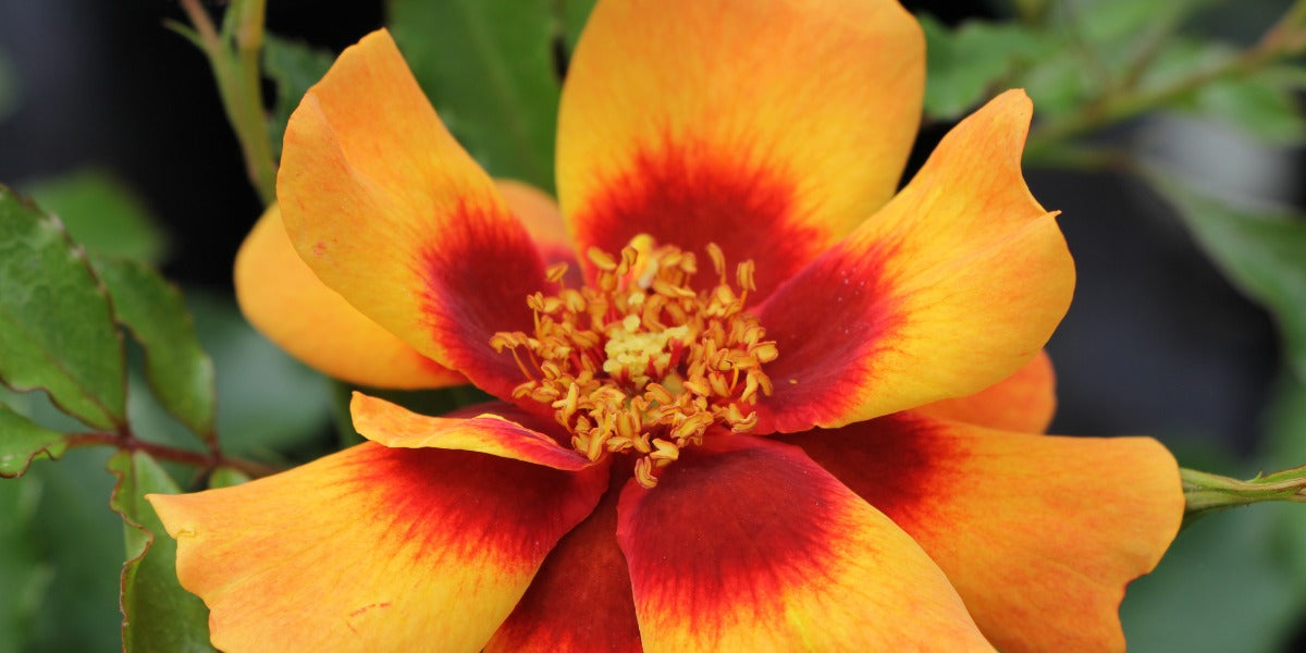 Persische Rosen