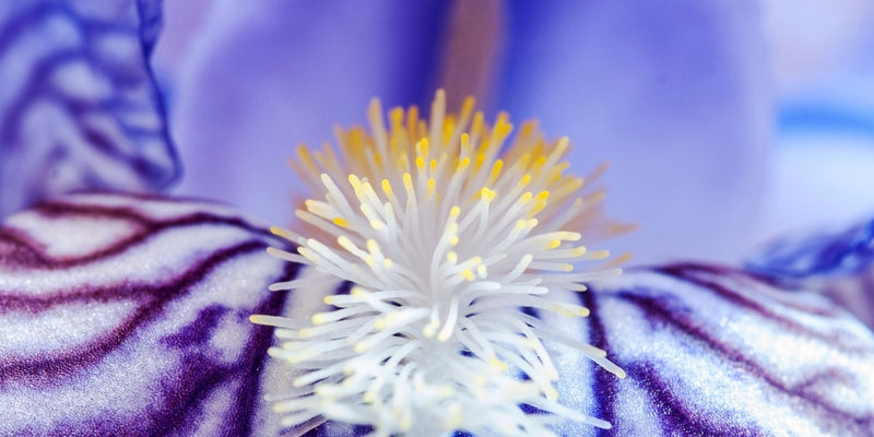 Remontierende Iris-Nachblühende Schwertlilien-Sorten