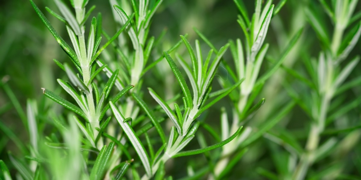 Rosmarinus (Rosmarin)