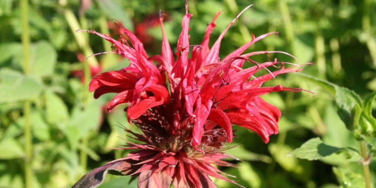 Rote Stauden kaufen Farbintensität für Beete