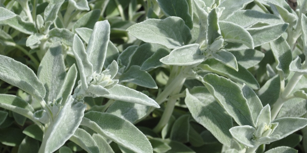 Stachys (Wollziest)