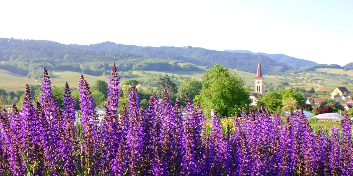 Duftstauden