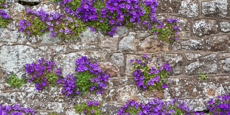 Mauerkronen & Mauerfugen-Pflanzen für die Mauer: Überlebenskünstler