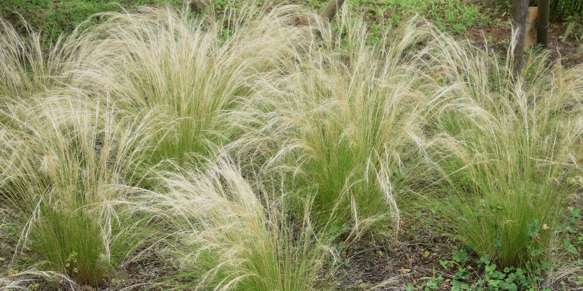 Stipa (Federgras)