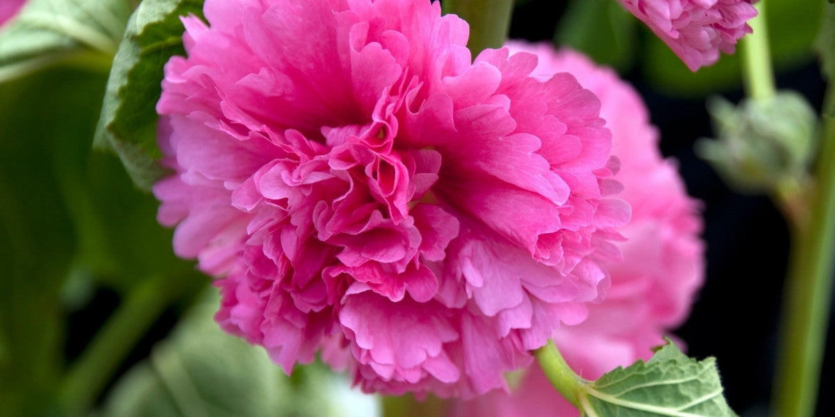 Alcea (Stockrose)