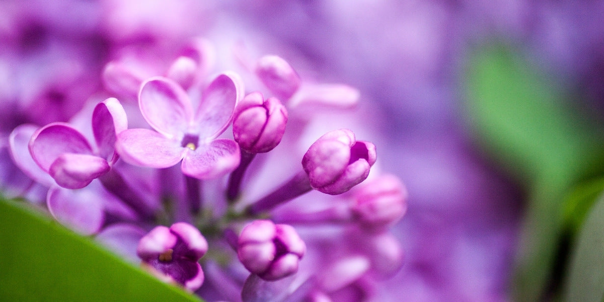 Syringa