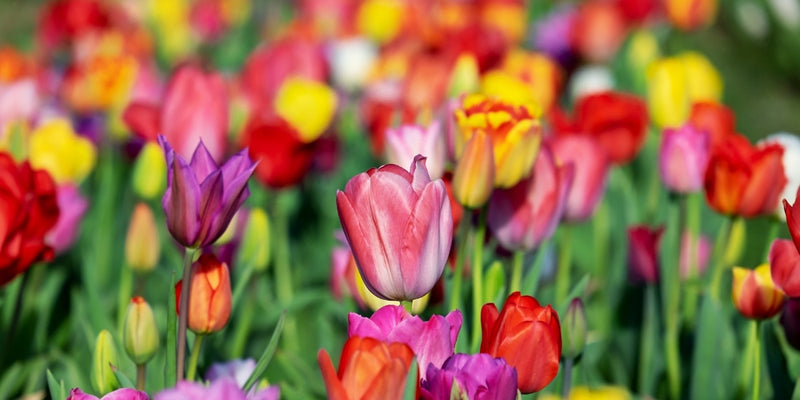 Tulipa (Tulpen)-Einzelsorten & Botanische Tulpen