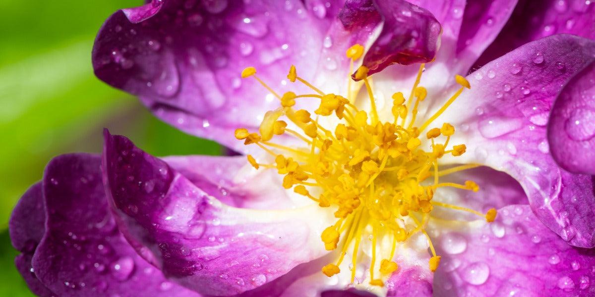 Ungefüllte Rosen