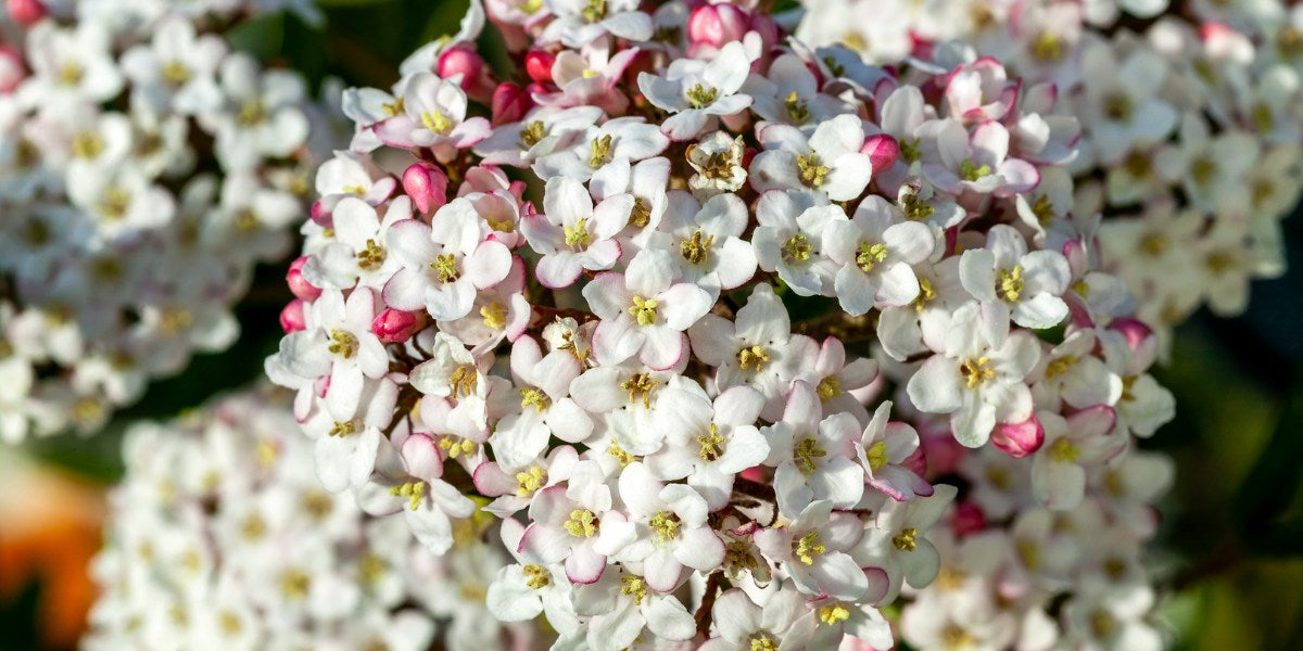 Viburnum (Schneeball)
