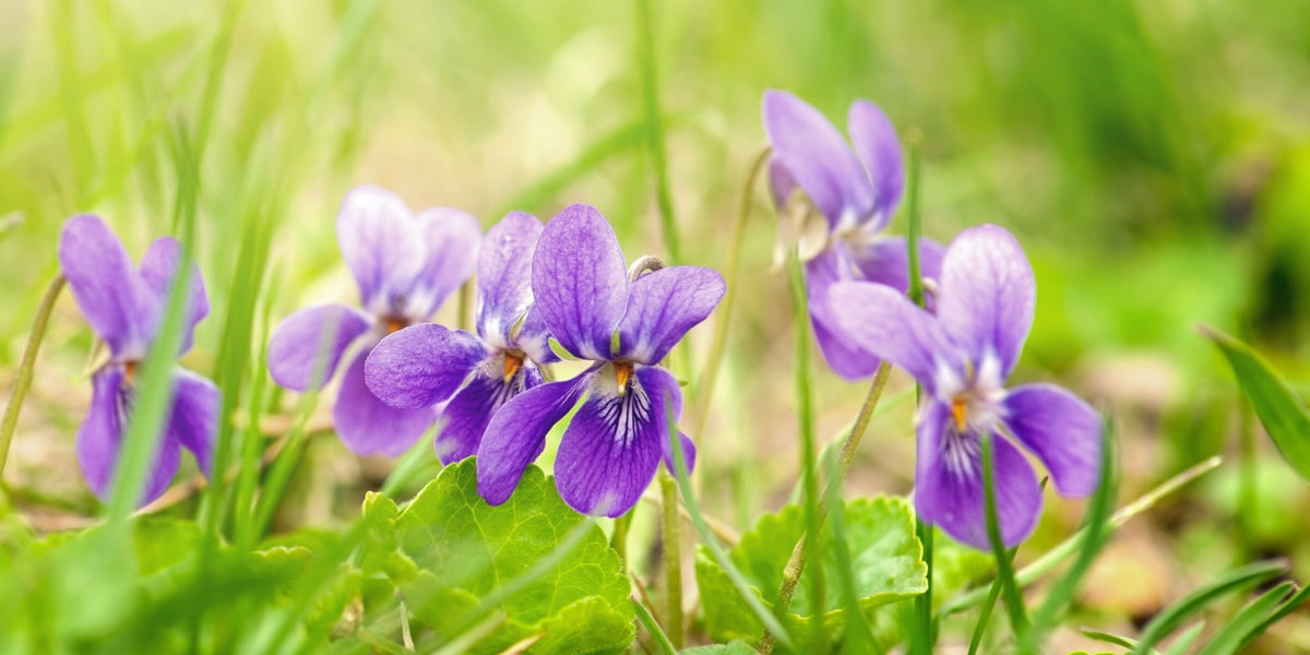 Viola (Veilchen)