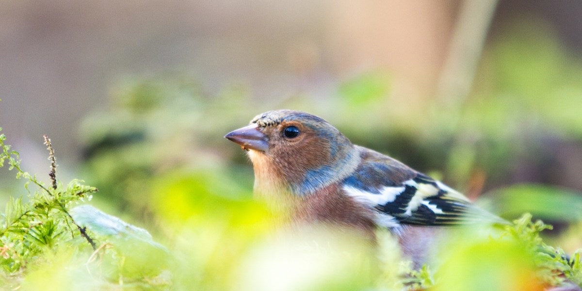Vögel & Insekten