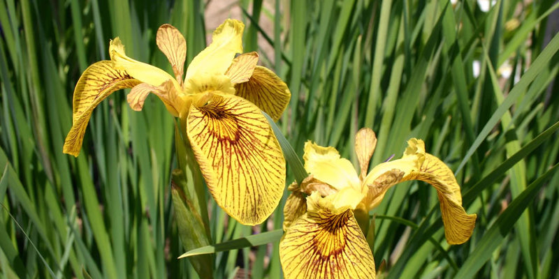 Iris Wildarten-Wildformen der Schwertlilien