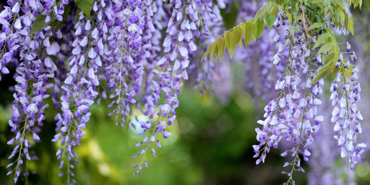 Wisteria (Blauregen)