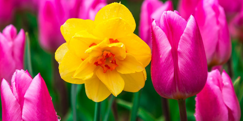 Blumenzwiebel-Mischungen-Eleganz & Farbtupfer für Ihre Frühlingsbeete