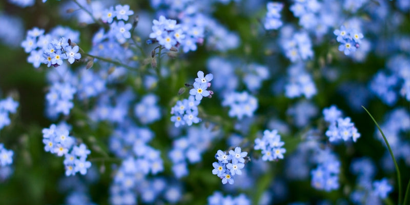 Brunnera (Kaukasusvergissmeinnicht)-leuchtend blaue oder weiße Blüten