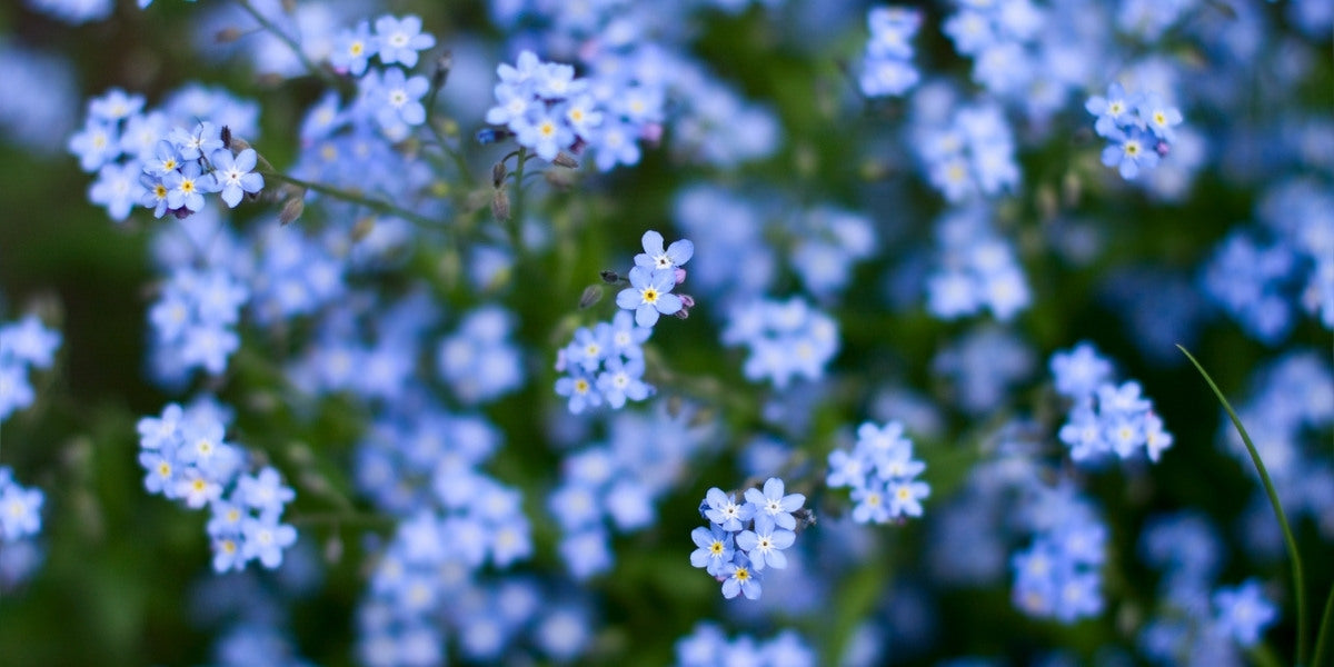 Brunnera (Kaukasusvergissmeinnicht)
