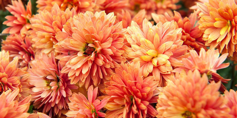 Chrysanthemum (Winteraster)-wertvolle Spätblüher
